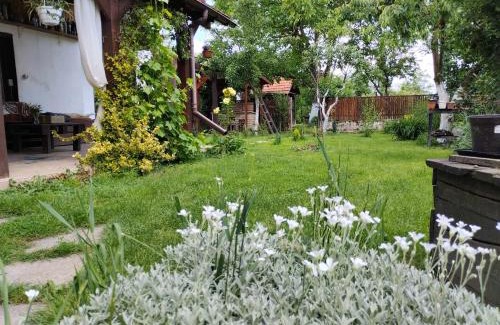 Transcarpathia Apartamento | Садиба-студіо Під вишнею