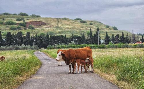 Katzrin Casa | מעבר לקשת