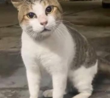 Qena Apartamento | الجيار