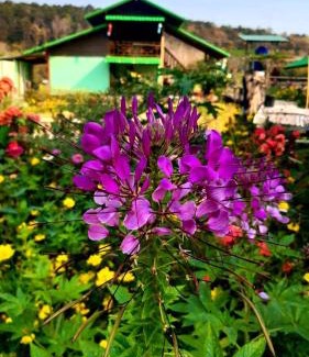 Pua Casa | ชมนาโฮมสเตย์บ้านนาคำ
