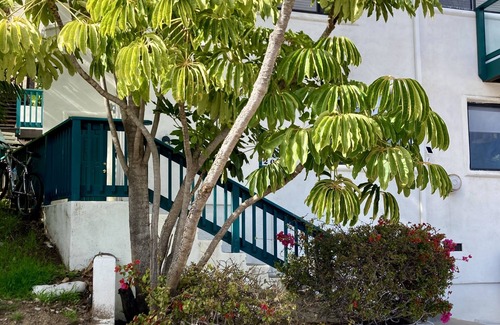 Avalon Apartamento | 1/2 block to the BEACH