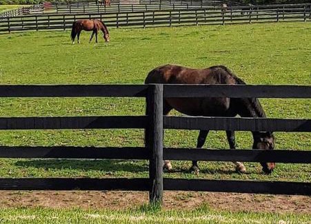 Lebanon Apartamento | 102 Acre Pet Friendly Horse Farm! Bring your horse too!