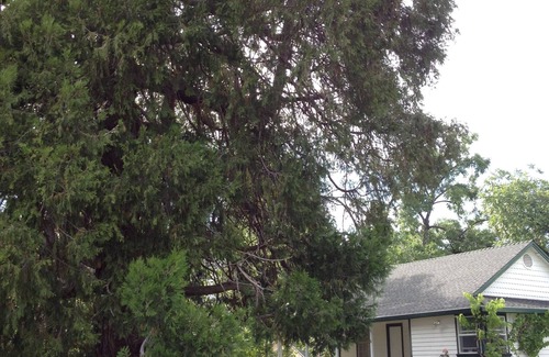 Mariposa Cabaña | Casa de viñedos de 1893 a las puertas de Yosemite.