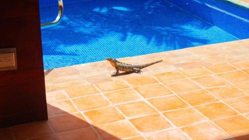 Dominical Casa | 3 Minutes Walk From The Best Surf Beach In Area