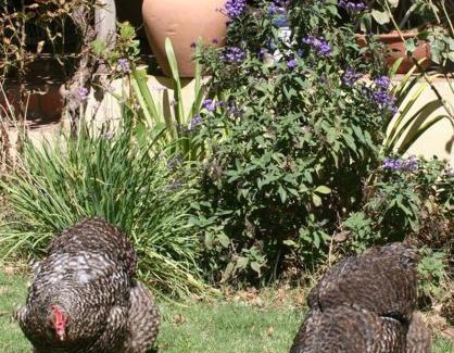 Barrydale Apartamento | 34 Steyn Street, Barrydale