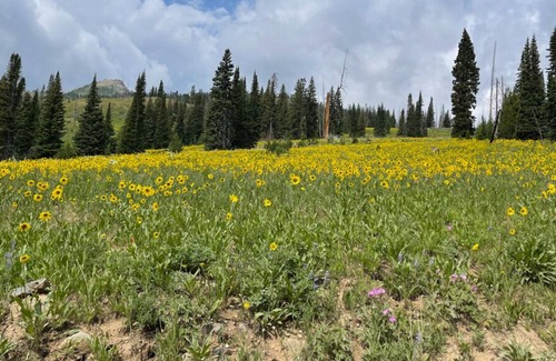 Silver Gate Cabina | 5 minutes from Yellowstone, on Soda Butte Creek, Fishing 40' away