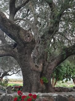 Dorgali Casa | Agriturismo Su Barcu