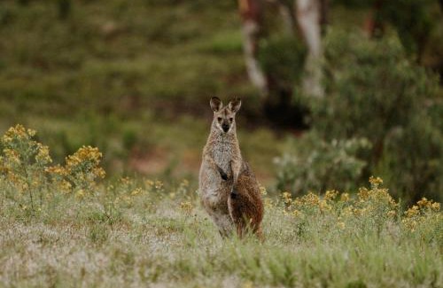 Running Stream Otro | Akuna Estate - Adults Only Luxury Glamping