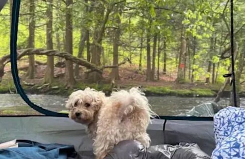 Harris Alquiler De RV | Akuniel & Guatu Ninaru -River Sites Taino Woods