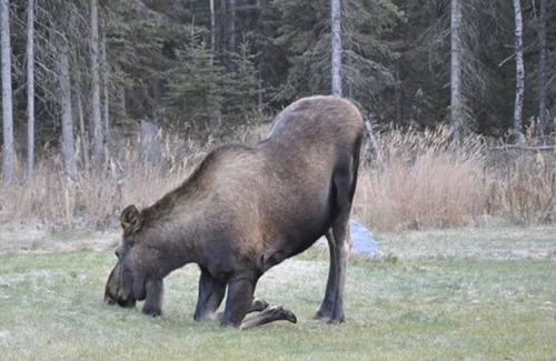 Kalifornsky Cabina | Nido del águila de Alaska - Habitación privada