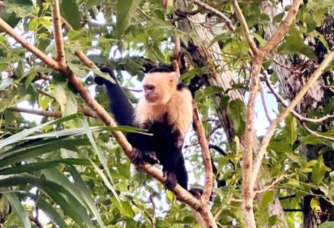 Puerto Jiménez Otro | Allalu Camping Corcovado