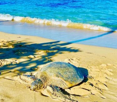 Punaluu Apartamento | Aloha Beach Retreat, Ocean Front With AC