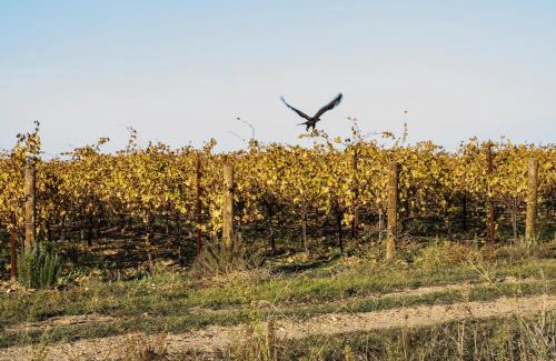 Rueda Casa | Alojaguay RUEDA, CASA MUSEO RÚSTICA-MODERNA, máxima TRANQUILIDAD con COMODIDAD
