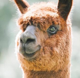 Upper Takaka Apartamento | Alpacas Off Grid - Eco Cabin