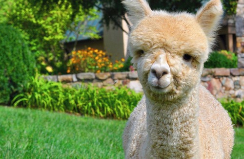 Marshall Cabaña | Alpacas y las estrellas en la noche. Retiro privado. Diversión y paz