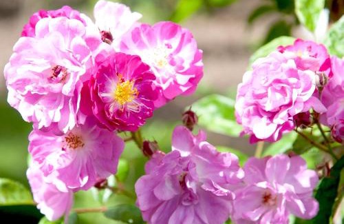 Deutsch Evern Hotel | Amethyst Hotel Garni Lüneburg