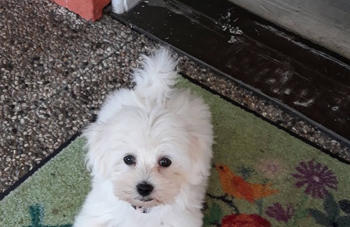 Klopein am Klopeiner See Apartamento | Apartamento / apartamento en plena naturaleza