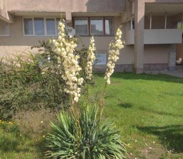Sventoji Apartamento | Apartamentai Šilingės