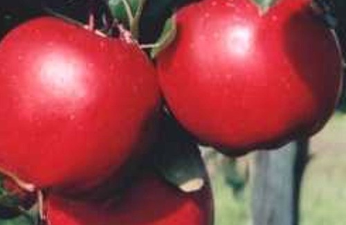 Hollern-Twielenfleth Apartamento | Apartamento I - Apartamento en la granja de frutas orgánicas