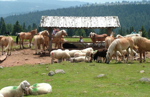 Molten Apartamento | Apartamento Talblick