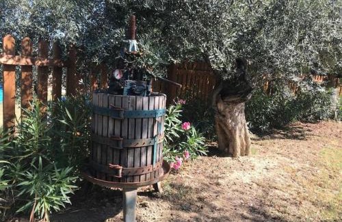 Collecorvino Apartamento | Appartamento Olivo