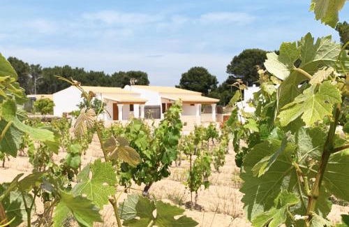 Sant Francesc Xavier Casa | Aptos rurales Can Pep de Sa Barda - Viñedos y tranquilidad
