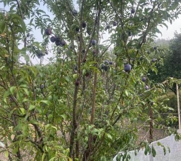 Rajgarh Casa | Arameh-A Boutique Orchard Retreat Near Kasauli