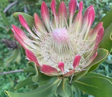 Hout Bay Apartamento | Arum farm style house -stunning indigenous garden