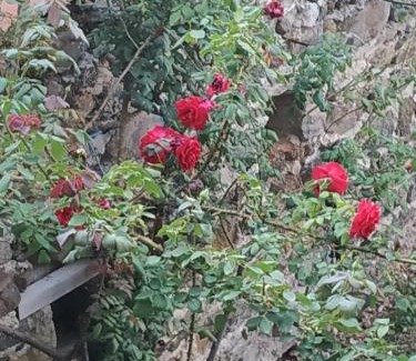 Chauriat Casa | Aux Rosiers Rouges