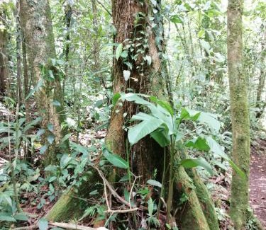 Bijagua Chalet De Esquí | Aves de Tierras Altas