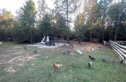 Tallahassee Otro | Batmans bell tent glamping farmstay