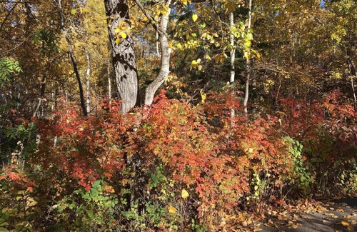 Sherwood Park Casa | Beautiful House on Naturally Treed 3 acres lot