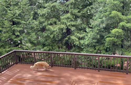 Placerville Chalet De Esquí | Beautiful Mountain Chalet- Sierra Tahoe Area