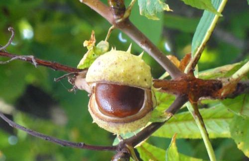 Silkeborg Cama Y Desayuno | Bed and Breakfast The Old Chestnut Tree Silkeborg