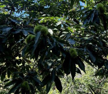 Volpajola Casa | Bergerie