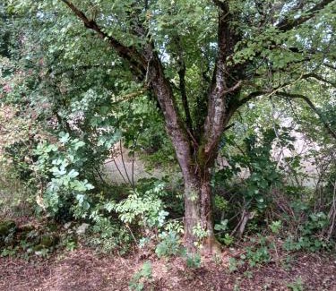 Lauzerte Casa | Bosc