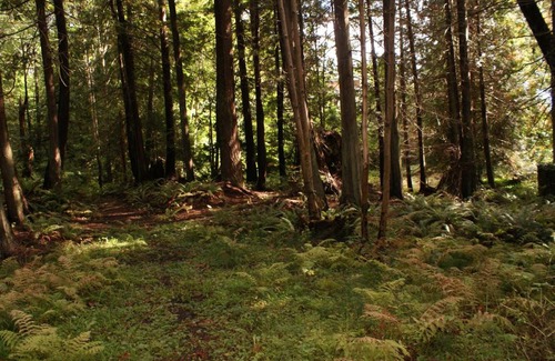 Powell River Casa | Brookshire Guest House