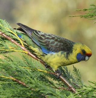 Adventure Bay Casa | Bruny Island Haven