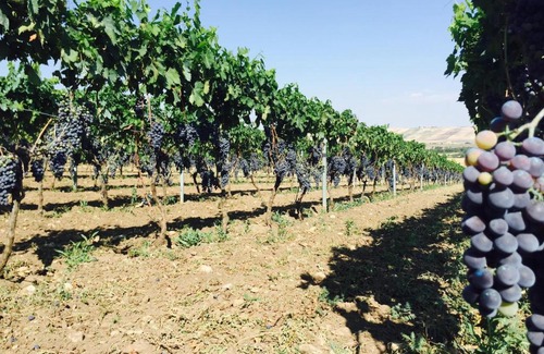 Castelluccio dei Sauri Apartamento | Cà dei Sauri - taste of Puglia