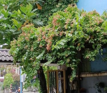 Cam Le Cama Y Desayuno | Cát Tường Homestay