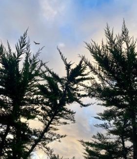 Pichidangui Casa | Cabaña en Pichidangui un Oasis de naturaleza y relajación