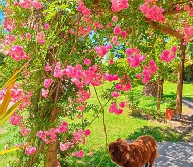 Rama Caída Casa | Cabañas Nono Mario