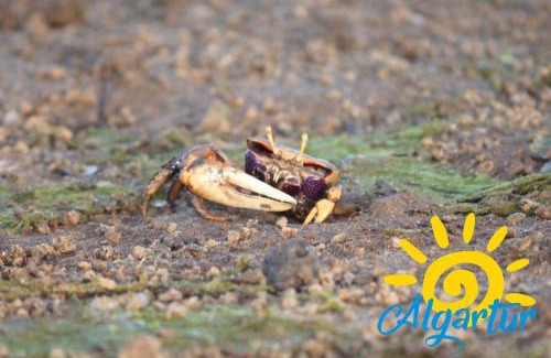 Cabanas Apartamento | Cabanas 14 by Algartur