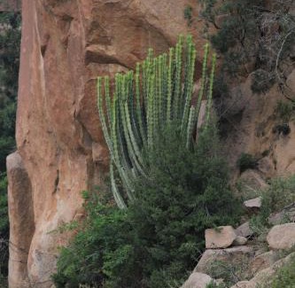 Makkah Province Chalet De Esquí | Cactus Bloom زهرة الصبار