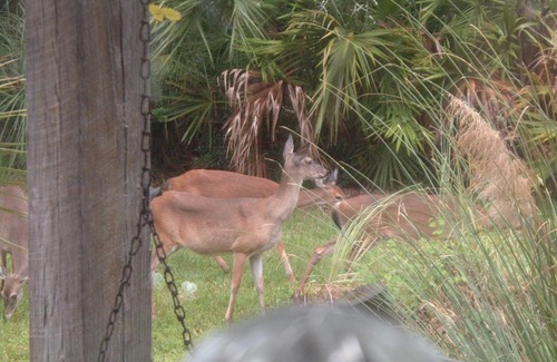 Valona Casa | Camp Nina Log House