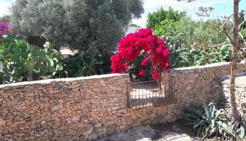 Es Cap de Barbaria Casa | Can Toni Platera