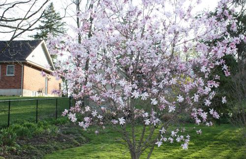 Cayuga Cama Y Desayuno | Carrousel Bed & Breakfast