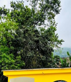 Porto da Madama Casa | Carvalho de Paquetá