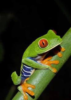 Tortuguero Casa | Casa Artavia