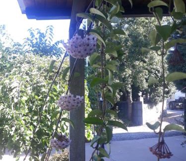 Ponte de Lima Casa | Casa da Ferreirinha